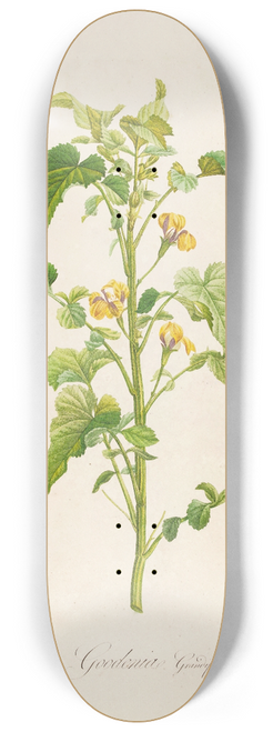 Pierre Joseph Redout - Description des plantes rares cultivees a Malmaison et a Navarre Pl.06 8.25 inch art skate deck