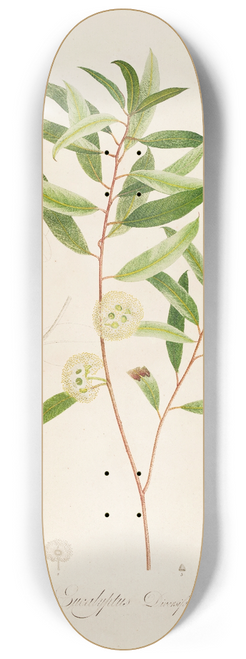 Pierre Joseph Redout - Description des plantes rares cultivees a Malmaison et a Navarre Pl.13 8.25 inch art skate deck