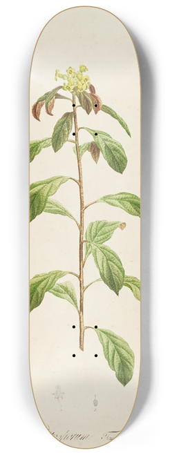 Pierre Joseph Redout - Description des plantes rares cultivees a Malmaison et a Navarre Pl.21 8.25 inch art skate deck