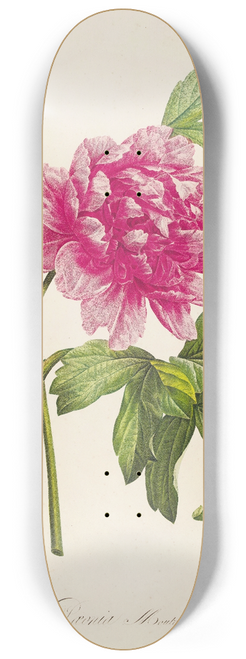 Pierre Joseph Redout - Description des plantes rares cultivees a Malmaison et a Navarre Pl.23 8.25 inch art skate deck