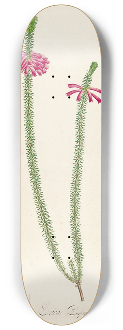 Pierre Joseph Redout - Description des plantes rares cultivees a Malmaison et a Navarre Pl.28 8.25 inch art skate deck