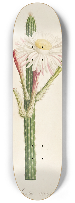 Pierre Joseph Redout - Description des plantes rares cultivees a Malmaison et a Navarre Pl.36 8.25 inch art skate deck