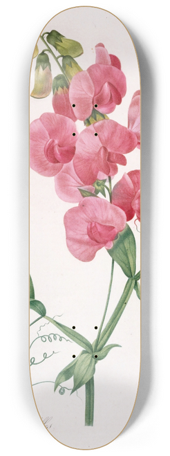 Pierre Joseph Redout - Lathyrus latifolius (Everlasting Pea) 8.25 inch art skate deck