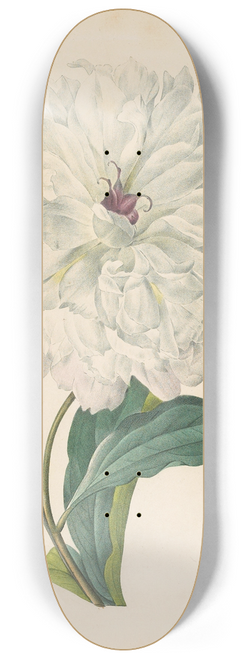 Pierre Joseph Redout - Paeonia flagrans (Peony) 8.25 inch art skate deck