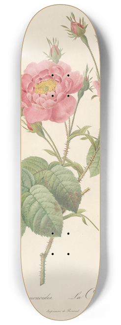 Pierre Joseph Redout - Rosa Centifolia Anemonoides 8.25 inch art skate deck