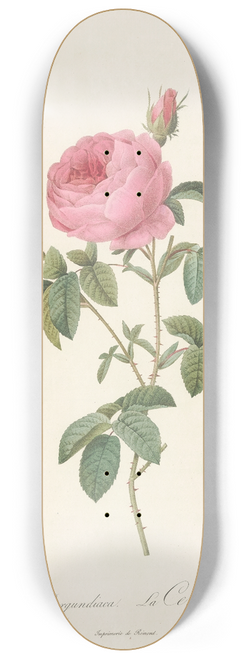 Pierre Joseph Redout - Rosa Centifolia Burgundiaca 8.25 inch art skate deck