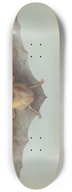 Archibald Thorburn - Study of a common pipistrelle bat 8.25 inch art skate deck
