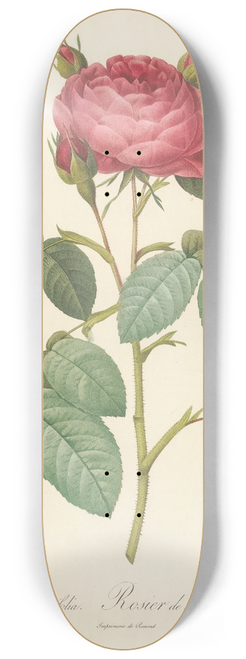 Pierre Joseph Redout - Rosa Gallica Latifolia 8.25 inch art skate deck