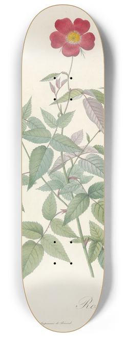 Pierre Joseph Redout - Rosa Indica 8.25 inch art skate deck