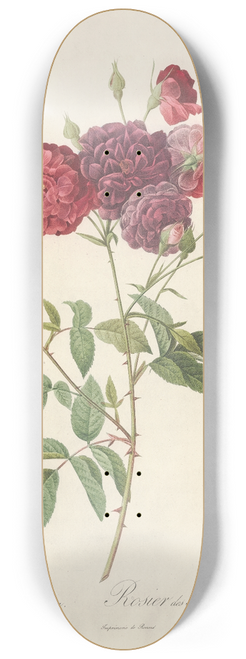 Pierre Joseph Redout - Rosa Indica Subviolacea 8.25 inch art skate deck