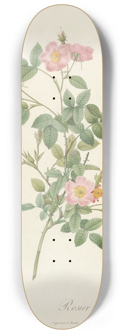 Pierre Joseph Redout - Rosa Pomponia Flore Subsimplici 8.25 inch art skate deck