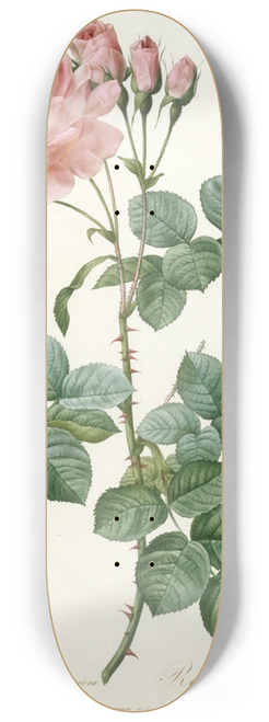Pierre Joseph Redout - Rosier Aurore Poniatowska, from La Couronne Des Roses 8.25 inch art skate deck