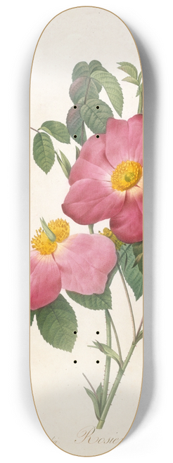 Pierre Joseph Redout - Rosier de Provinsi a fleurs roses et simples, from La Couronne Des Roses 8.25 inch art skate deck