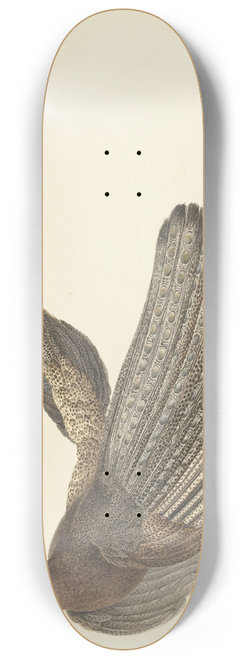Pieter Pietersz. Barbiers - Argus Pheasant 8.25 inch art skate deck
