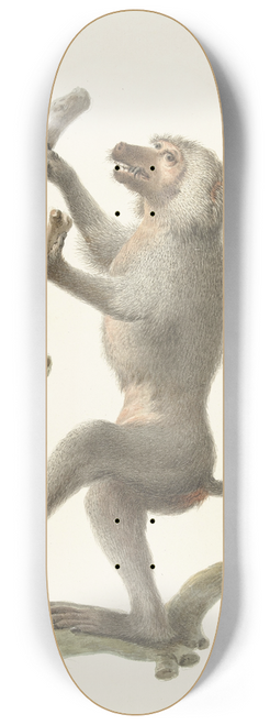Pieter Pietersz. Barbiers - Mantelbaviaan 8.25 inch art skate deck