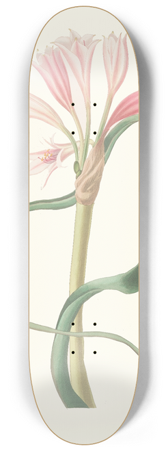 Priscilla Susan Bury - Amaryllis Longifolia (Glauca) 8.25 inch art skate deck