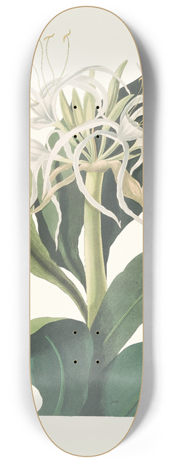Priscilla Susan Bury - Pancratium Specidsum 8.25 inch art skate deck