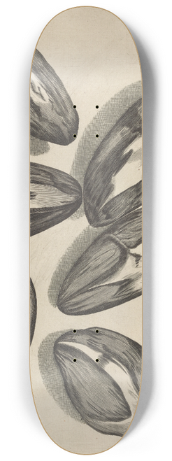 Robert Hooke - Microscopic view of seeds of Venus looking-glass or corn violet 8.25 inch art skate deck