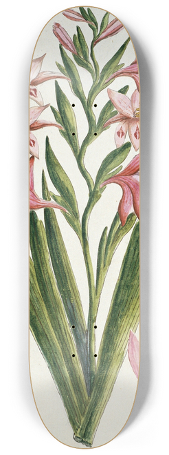 Robert Jacob Gordon - Gladiolus carneus D. Delarochev (Painted lady) 8.25 inch art skate deck