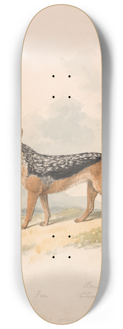 Samuel Howitt - Black-backed Jackal 8.25 inch art skate deck