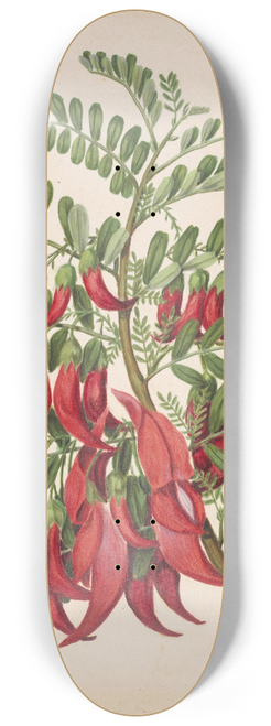 Sarah Featon - Kowhai-ngutu-kaka. Clianthus puniceus 8.25 inch art skate deck