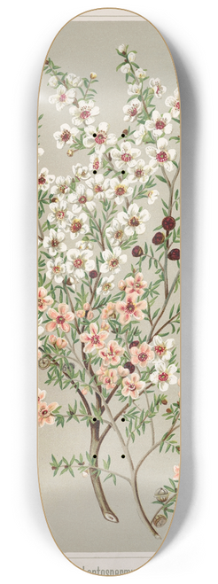 Sarah Featon - Manuka  Leptospermum scoparium. Plate 34 8.25 inch art skate deck