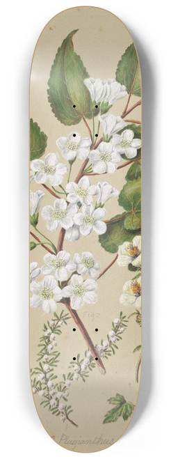 Sarah Featon - Plagianthus divaricatus; Plagianthus lyallii; Hibiscus trianium 8.25 inch art skate deck