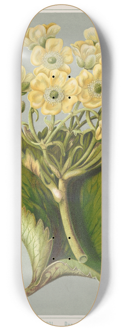 Sarah Featon - The Korikori.  Ranunculus insignis. Plate 4 8.25 inch art skate deck