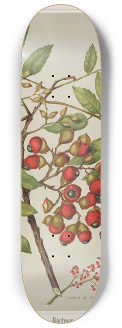 Sarah Featon - Titoki.  Alectryon excelsum. Plate 23 8.25 inch art skate deck