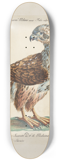Saverio Manetti - Ornithologia methodice digesta Pl.038 8.25 inch art skate deck