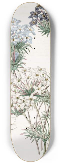 Sydenham Edwards - Androsace-like Leptosiphon 8.25 inch art skate deck