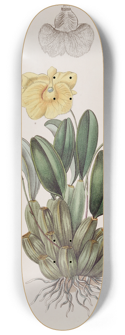Sydenham Edwards - Captain Jenkinss Dendrobium 8.25 inch art skate deck