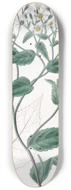 Sydenham Edwards - Corymbose Eurybia 8.25 inch art skate deck