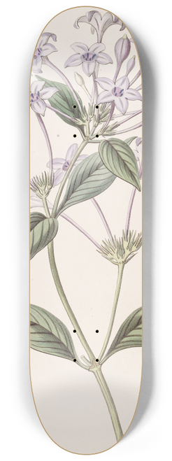 Sydenham Edwards - Long-flowered Rondeletia 8.25 inch art skate deck