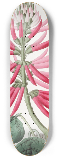 Sydenham Edwards - Naked-flowering Erythrina 8.25 inch art skate deck