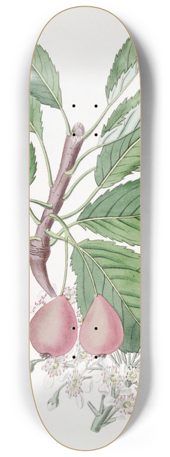 Sydenham Edwards - The Bollwyller Pear 8.25 inch art skate deck