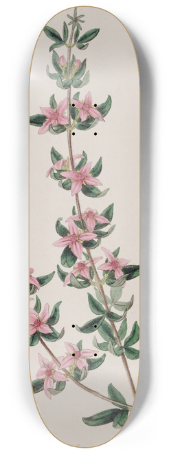 Sydenham Edwards - The Three-leaved Boronia 8.25 inch art skate deck