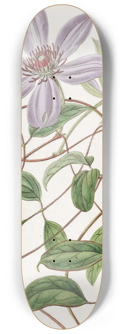 Sydenham Edwards - Violet Clematis 8.25 inch art skate deck