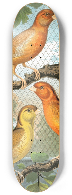 W. A . Blakston - Cinammon Canaries 8.25 inch art skate deck