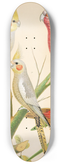 W. A . Blakston - Cockateels, Roseate Cockatoo, Leadbeaters Cockatoo, Scaly-Breasted Parrakeet 8.25 inch art skate deck