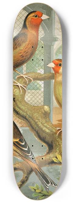 W. A . Blakston - Goldfinch And Canary Mules 8.25 inch art skate deck