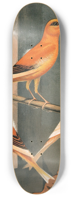 W. A . Blakston - Norwich Canaries-Variegated Yellow,Clear Buff And Evenly-Marked Yellow 8.25 inch art skate deck W. A . Blakston - Norwich Canaries-Variegated Yellow,Clear Buff And Evenly-Marked Yellow 8.25 inch art skate deck