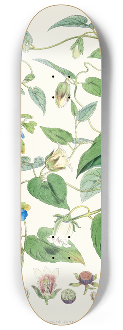 Walter Hood Fitch - A. C. Gracilis, H. f. et T. ; B. Codonopsis (Campanumcea) Javanica, H.f. et T. C. C. Inflata, H.f. & T. 8.25 inch art skate deck