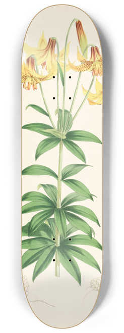 Walter Hood Fitch - Lilium Canadense 8.25 inch art skate deck