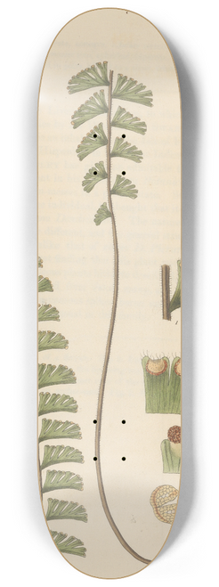 William Jackson Hooker - Adiantum caudatum 8.25 inch art skate deck