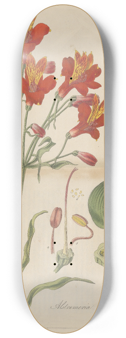 William Jackson Hooker - Alstroemeria pulchella 8.25 inch art skate deck