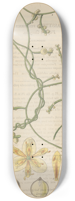 William Jackson Hooker - Cassytha filiformis 8.25 inch art skate deck