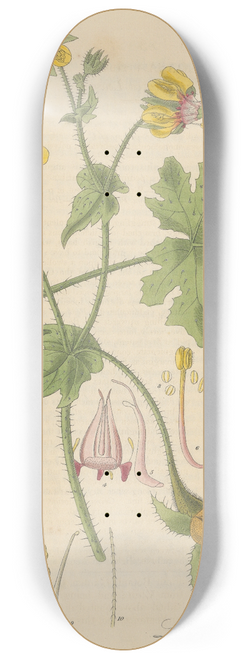 William Jackson Hooker - Loasa nitida 8.25 inch art skate deck