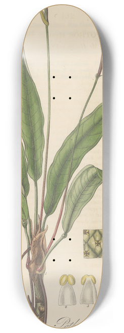 William Jackson Hooker - Pothos Harrisii 8.25 inch art skate deck