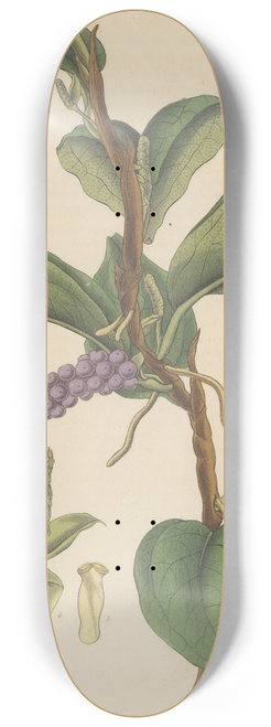 William Jackson Hooker - Pothos violacea 8.25 inch art skate deck